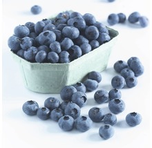 FloraSelf Blauwe bes Vaccinium corymbosum 'Hortblue Petite' potmaat Ø 22.5 cm H 30-40 cm