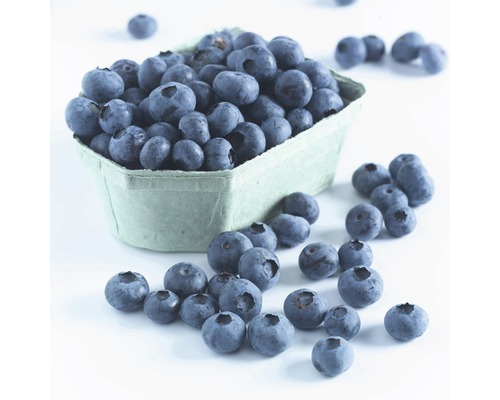 Blauwe bessen in een bakje