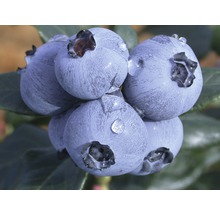 FloraSelf Blauwe bes Vaccinium corymbosum 'Hortblue Petite' potmaat Ø 22.5 cm H 30-40 cm