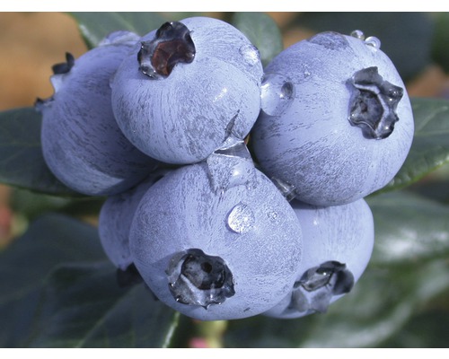 Close-up van verse bosbessen met waterdruppels