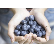 FloraSelf Blauwe bes Vaccinium corymbosum 'Hortblue Petite' potmaat Ø 22.5 cm H 30-40 cm