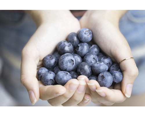 Een handvol blauwe bessen.