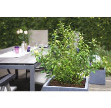 FloraSelf Blauwe bes Vaccinium corymbosum 'Hortblue Petite' potmaat Ø 22.5 cm H 30-40 cm