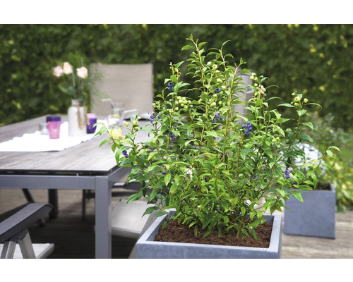 Blauwe bessenstruik in pot op een terras met tuintafel en decoratie
