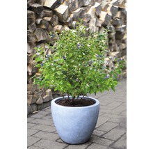 FloraSelf Blauwe bes Vaccinium corymbosum 'Hortblue Petite' potmaat Ø 22.5 cm H 30-40 cm