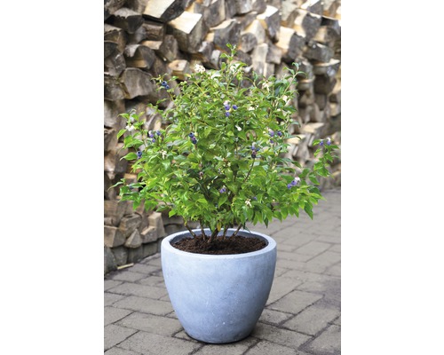 Blauwe bessenstruik in pot
