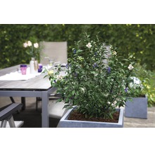 FloraSelf Blauwe bes Vaccinium corymbosum 'Hortblue Petite' potmaat Ø 22.5 cm H 30-40 cm