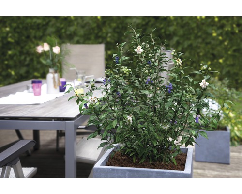 Blauwe bessenstruik met vruchten in een plantenbak op een terras