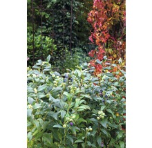 FloraSelf Blauwe bes Vaccinium corymbosum 'Hortblue Petite' potmaat Ø 22.5 cm H 30-40 cm
