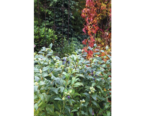 Blauwe bessenstruik in de tuin met rijpe en onrijpe vruchten