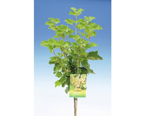 Witte aalbes met bladeren en FloraSelf-etiket