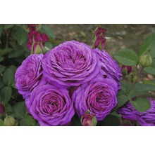 Close-up van bloeiende, paarse rozen