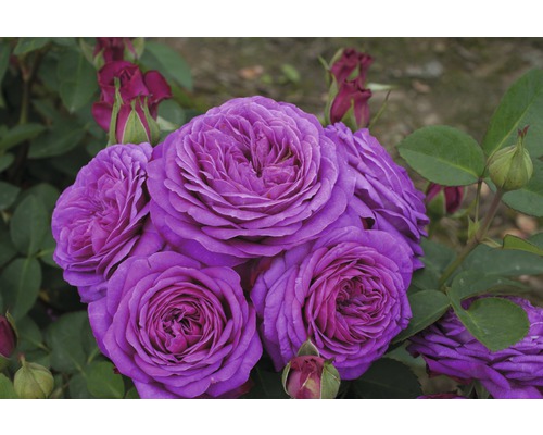 Close-up van bloeiende, paarse rozen