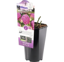 Heidi Klum Roos in pot