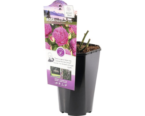 Heidi Klum Roos in pot