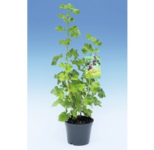 Zwarte bes in pot