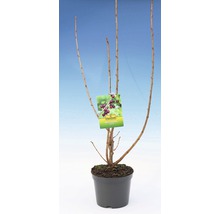 Zwarte bes in pot met plantenlabel