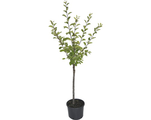 Appelboom in pot