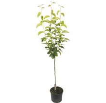 Boom in pot met bladeren