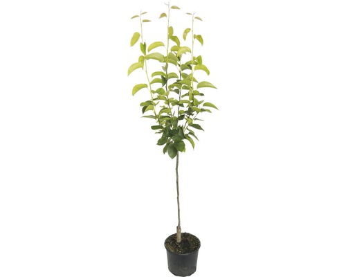 Boom in pot met bladeren