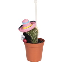 Cactus in een pot met decoratie