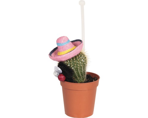 Cactus in een pot met decoratie
