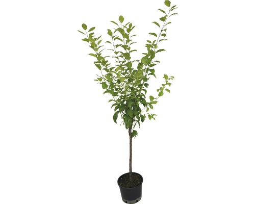 FLORASELF® Pruimenboom Prunus armeniaca 'Elena' potmaat Ø24 cm