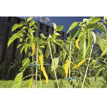 FLAORASELF Bamboesplitstok 4mm 40 cm 10st