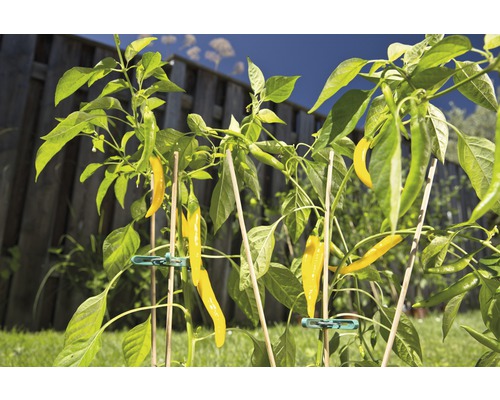 Chiliplant met gele pepers in de tuin