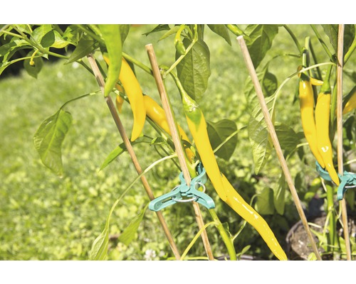 Gele chilipeper groeit aan een plant met steunstokken