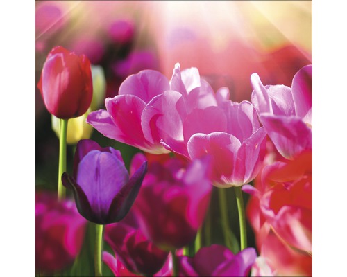 PURE LIVING Schilderij glas Colorful Tulips I 30x30 cm