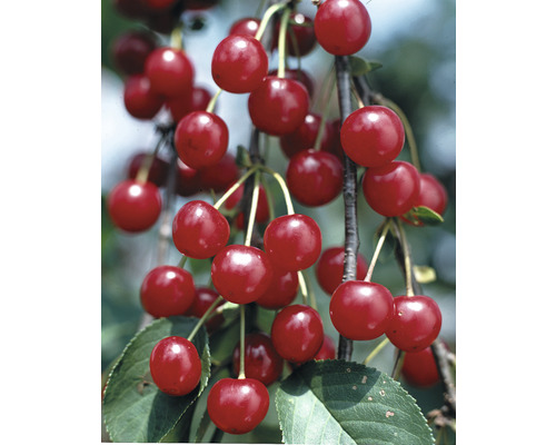FLORASELF® Kersenboom Prunus cerasus 'Morel'
