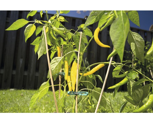 Chiliplant met gele en groene pepers, ondersteund door plantenstokken