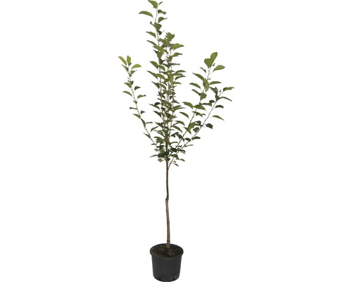 Appelboom in pot met groene bladeren