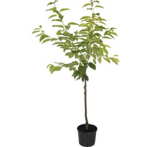 FLORASELF BIO Kersenboom Prunus avium 'Hedelfinger Riesenkirsche' potmaat 7,5 liter H 130-150 cm