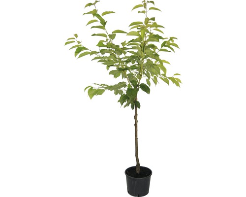 Boom in pot met groene bladeren