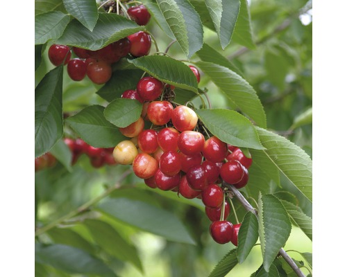 FLORASELF® Kersenboom Prunus avium 'Lapins'