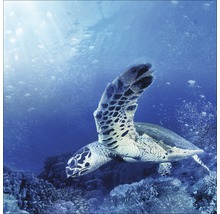 Onderwateropname van een zeeschildpad boven een koraalrif