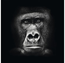 Close-up van een gorilla hoofd
