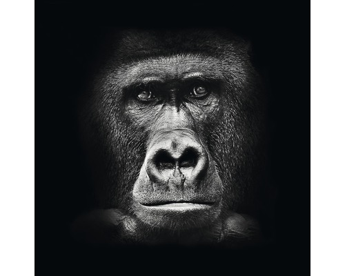 Close-up van een gorilla hoofd