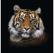 Portret van een tijger