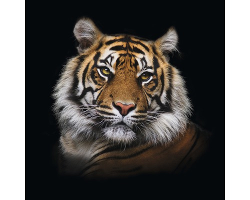 PURE LIVING Schilderij glas Tiger I 20x20 cm