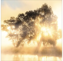 Landschap met bomen aan het meer in de mist en zonneschijn