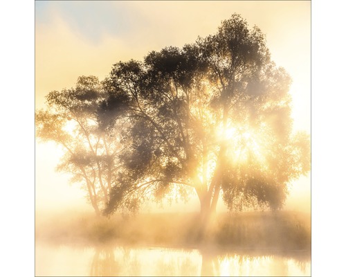 Landschap met bomen aan het meer in de mist en zonneschijn