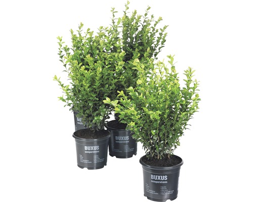 FLORASELF Buxus sempervirens potmaat Ø 12 cm 25-30 cm FLORASELF Buxus sempervirens potmaat Ø 12 cm 25-30 cm