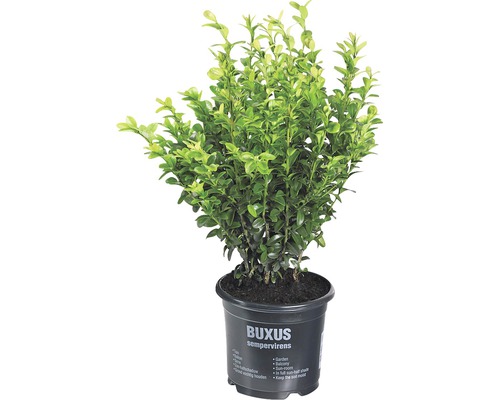 Buxus in pot voor tuin en balkon