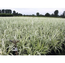 Veld met siergrassen en een irrigatiesproeier.