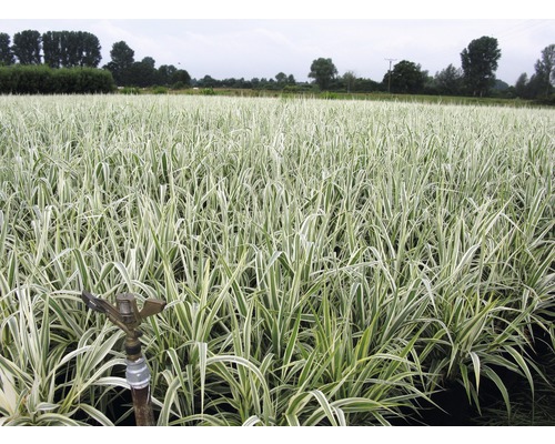 FLORASELF® Vaste plant Arundo Donax Variegata reuzenriet 40-60 cm