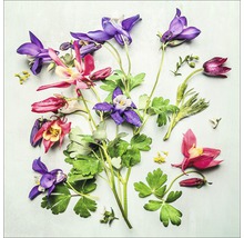 Diverse akelei bloemen met bladeren