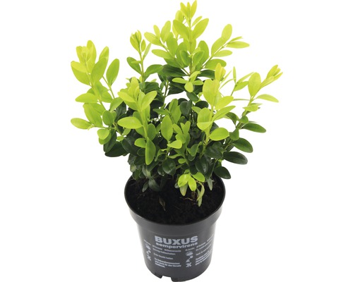 Buxus in pot